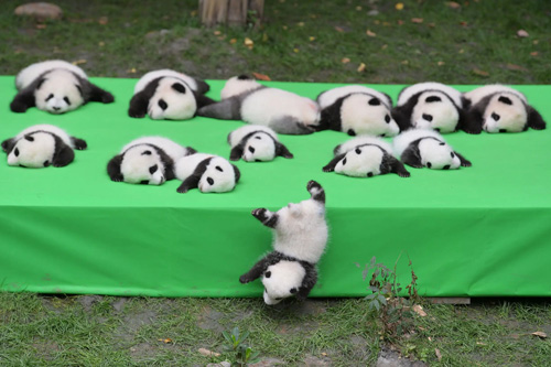 有熊猫角色的游戏